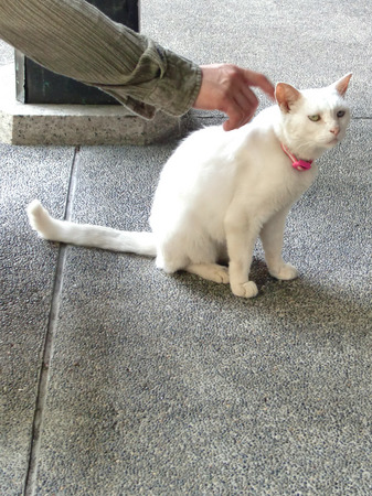 名古屋城猫３.jpg